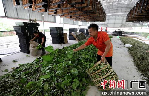 廣西融安縣種桑養(yǎng)蠶工廠化 結出脫貧致富繭，農作物種子經營助農增收