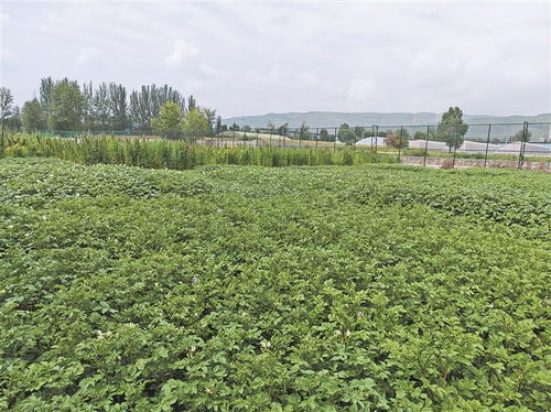 高原種業(yè)考官 為植物新品種驗明身份，保障農作物種子經營