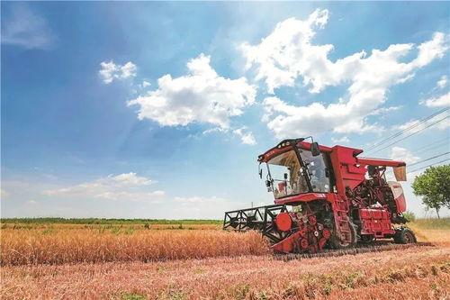 糧農組織推動種子與作物多樣性發(fā)展，保障全球糧食安全