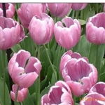 沭陽縣新河鎮綠友花卉園藝場 一站式農作物種子經營服務，百合、女貞、獼猴桃種子精選供應