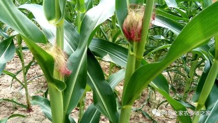 買玉米種子別犯難，掌握這幾招輕松選對好種